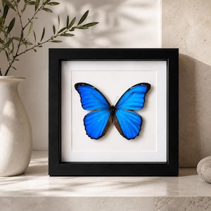 May include: A square black frame containing a preserved Morpho butterfly with vibrant iridescent blue wings and black edges. The butterfly is centred on a white mat board, creating a high-contrast display piece for wall mounting or shelf decor.