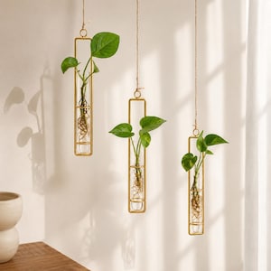 Op de afbeelding: Drie hangende plantenvermeerderingsstations met doorzichtige glazen reageerbuisjes in rechthoekige, goudkleurige metalen frames. Elke buis bevat een groene pothosplant met zichtbare wortels, opgehangen aan dun touw op verschillende hoogtes.