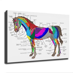 Equine Muscular Anatomy Canvas Wall Art Horse Muscle System Chart Veterinary Clinic Decor Educational Diagram Poster