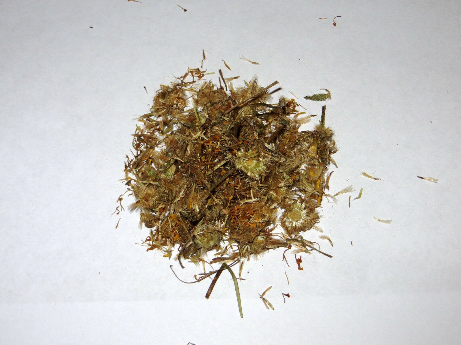 Dried Arnica Flowers Bulk Loose 1 2 4 5 8 10 12 Oz Ounce Lb Etsy