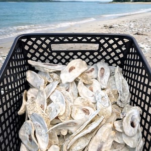 May include: A black plastic crate filled with a large collection of empty, off-white oyster shells. The shells have irregular, elongated shapes with smooth, pearlescent interiors and rough, textured exteriors, showing dark brown markings.