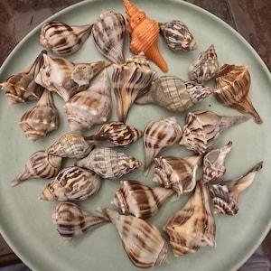 May include: A collection of various sea shells arranged on a round, light green plate. The shells feature diverse shapes, sizes, and textures, with colors ranging from shades of brown and white to a single bright orange, spiraled shell.