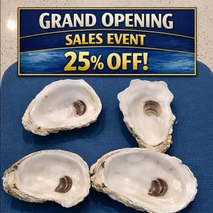 May include: Four natural oyster shells with smooth, iridescent white interiors and dark brown muscle scars. A rectangular sign above reads GRAND OPENING SALES EVENT 25% OFF! in white and yellow text against a blue background with water imagery.