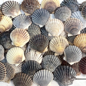 May include: A collection of various seashells in shades of white, beige, gray, and brown. The shells have a ribbed texture and are arranged closely together, creating a natural, coastal aesthetic. Ideal for beach-themed decor or craft projects.