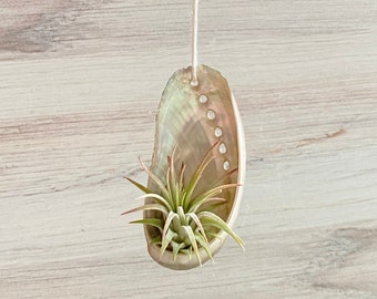 Support pour plante aérienne Shell en ormeau sur corde | Support suspendu pour plante aérien | Cadeau plante aérienne | Centrale d'air de Tillandisa | Petit support pour plante aérien Shell