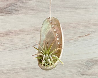 Abalone Shell Air Plant Holder on Rope | Hanging Air Plant Holder | Air Plant Gift | Tillandisa Air Plant | Small Shell Air Plant Holder