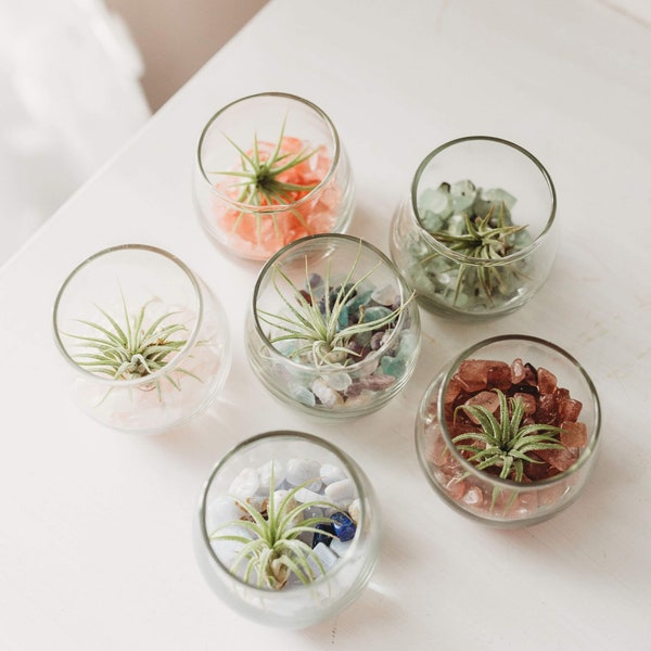 Mini Air Plant Terrarium Kit | DIY Air Plant Kit | Low Maintenance House Plants | Air Plant Gift | Stocking Stuffer | Wedding Favor | Gift