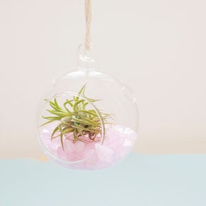 Day Mini Rose Quartz Orb DIY Terrarium Kit | Air Plant Kit | Air Plant Gift | Hanging Air Plant | Air Plant Gift | Valentines Day Gift