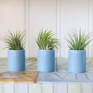 Cornflower Blue Ceramic Air Plant Holder & Tillandsia Air Plant | Tillandsia Air Plant Gift | Stocking Stuffer | Small Air Plant Gift