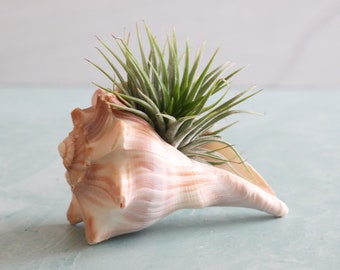 5" Conch Shell Air Plant Holder | Tillandisia Air Plant | Plant Gift | Shell Air Plant Holder | Air Plant Gift Set | Light Orange Shell