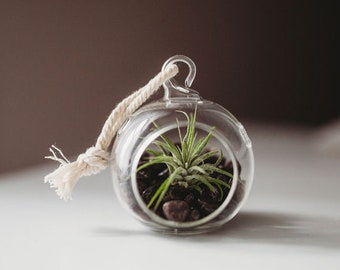 Garnet Mini Terrarium Orb DIY Terrarium Kit | Air Plant Kit | Air Plant Gift | Hanging Air Plant | Air Plant Gift | Stocking Stuffer