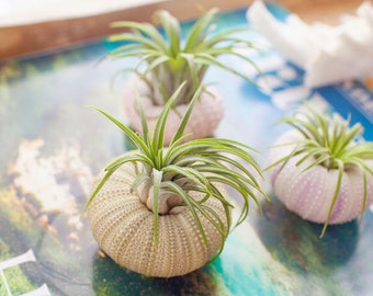 Green Sea Urchin Air Plant Kit | Air Plant Gift Set | Tillandsia Air Plant | Small Air Plant Gift Box | Shell Air Planter | Air Plant Holder