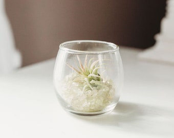 Mini Citrine Terrarium Kit with Tillandsia Air Plant