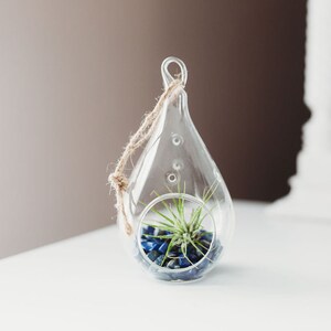 Lapis Lazuli Tear Drop Air Plant Terrarium Kit | Pear Shape Terrarium Kit | Blue Terrarium DIY Kit | Company Gift | Relaxation Gift Set