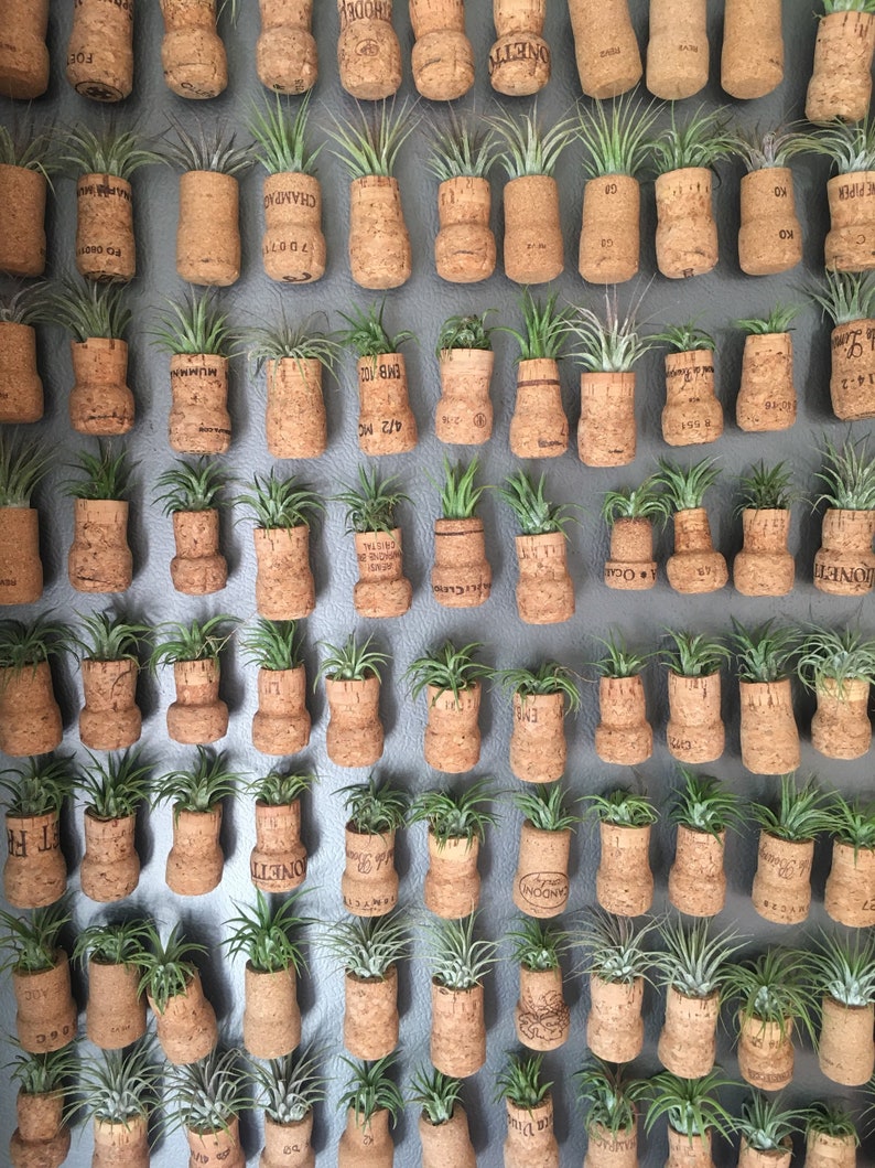 Champagne Cork Air Plant Wedding Favors Air Plant Holder Etsy