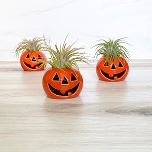Ceramic Jack-O-Lantern Air Plant Holder | Halloween Decor | Halloween Gift | Spooky Desk Decor | Orange Pumpkin Air Plant Holder | Gift Set
