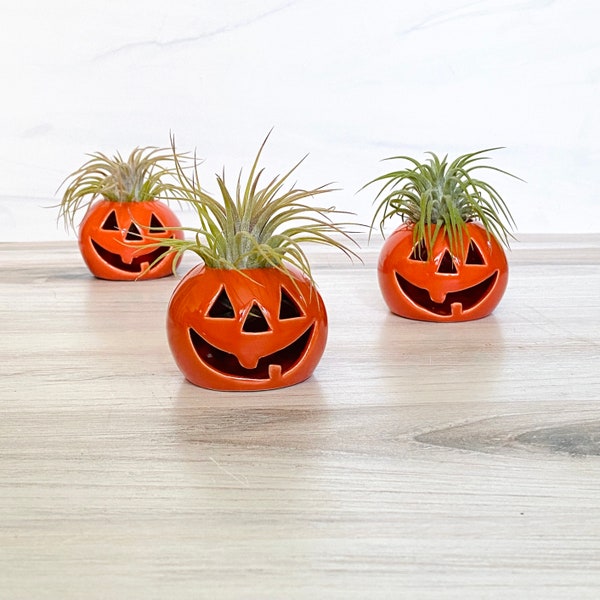 Ceramic Jack-O-Lantern Air Plant Holder | Halloween Decor | Halloween Gift | Spooky Desk Decor | Orange Pumpkin Air Plant Holder | Gift Set