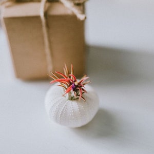 White Sea Urchin Air Plant Kitx Air Plant Gift Set | Tillandsia Air Plant | Small Air Plant Gift Box | Shell Air Planter | Air Plant Holder