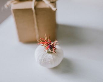 White Sea Urchin Air Plant Kitx Air Plant Gift Set | Tillandsia Air Plant | Small Air Plant Gift Box | Shell Air Planter | Air Plant Holder