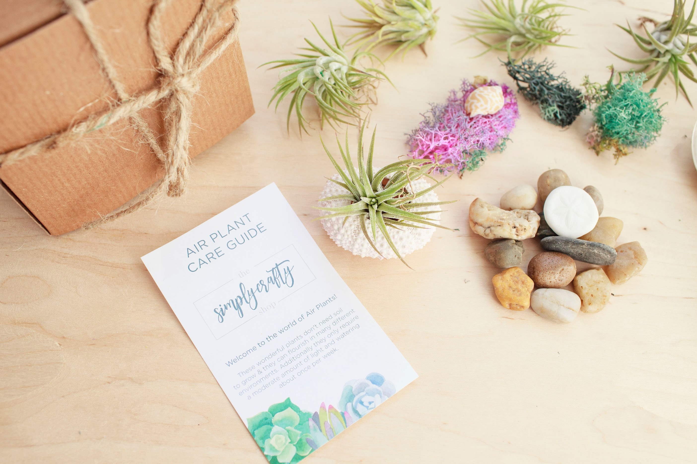 Air Plant Care Card- Digital Download - Etsy
