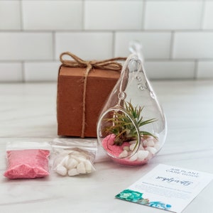 Pink Air Plant Terrarium Kit Air Plant Gift Set Pink Sand Air Plant Kit Glass Orb Terrarium Air Plant Holder Tillandsia Air Plant Pear Shape Terrarium