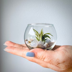 Może przedstawiać: Przezroczyste szklane terrarium z małą rośliną powietrzną i białymi kamieniami w środku. Terrarium jest trzymane w dłoni.