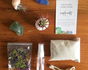 Terrarium Kit / Terrarium Supplies / DIY Coastal Terrarium / Tillandsia Air Plant / Indoor Plant / Terrarium Materials / Air Plants for Desk