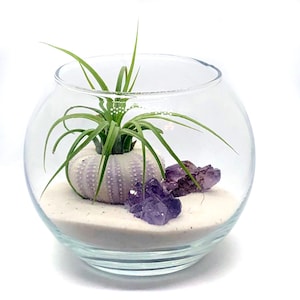 Purple Terrarium Kit - Kit Includes 1 Purple Sea urchin, 1 Tillandsia Air Plant & 2 Small Amethyst Clusters, 4" Glass Bubble Terrarium