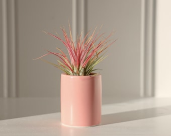 Salmon Pink Ceramic Air Planter: Live Tillandsia Air Plant