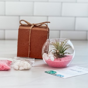 Pink Air Plant Terrarium Kit Air Plant Gift Set Pink Sand Air Plant Kit Glass Orb Terrarium Air Plant Holder Tillandsia Air Plant Bubble Terrarium