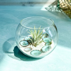 Bubble Air Plant Terrarium - Sand & Limpet Shells | Blue and Green Terrarium | Coastal Terrarium Kit | Air Plant Terrarium Gift Set | Bubble