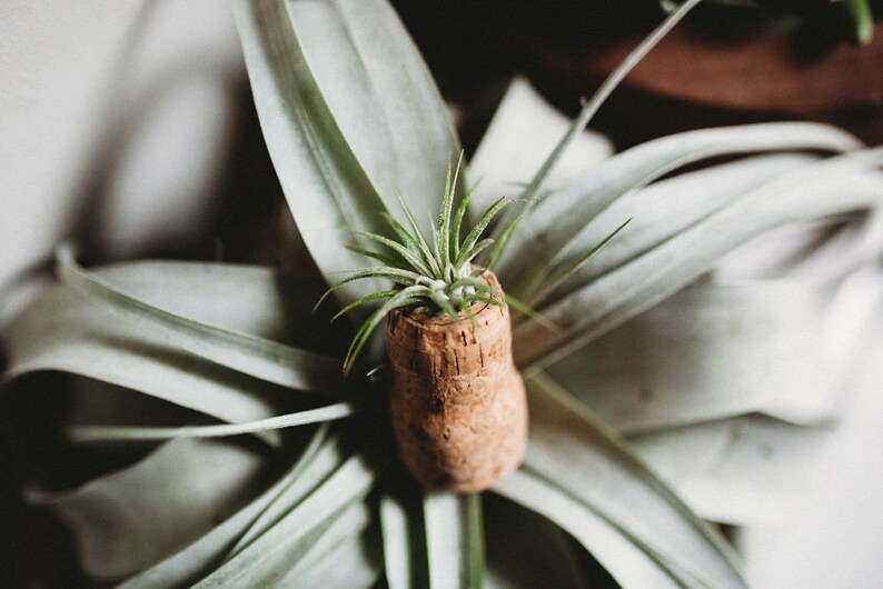 Champagne Cork Air Plant Wedding Favors Air Plant Holder Etsy