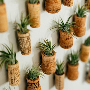 Wine Cork Plant Holder: Live Tillandsia Air Plant Fridge Magnet