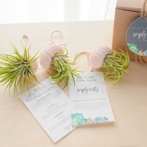 Air Plant Jelly Fish on Rope