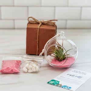 Pink Air Plant Terrarium Kit Air Plant Gift Set Pink Sand Air Plant Kit Glass Orb Terrarium Air Plant Holder Tillandsia Air Plant Orb Terrarium