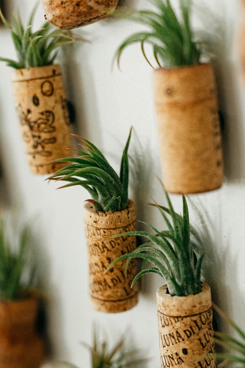 Wine Cork Air Plant Holder Wine Lover Gift Etsy