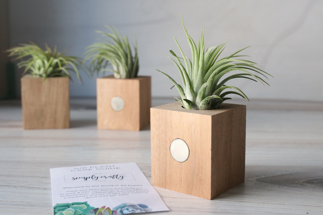 Wood Block Air Plant Holder Air Plant Display Reclaimed Wood Block Air Plant Gift Set