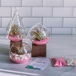 Pink Air Plant Terrarium Kit | Air Plant Gift Set | Pink Sand Air Plant Kit | Glass Orb Terrarium | Air Plant Holder | Tillandsia Air Plant