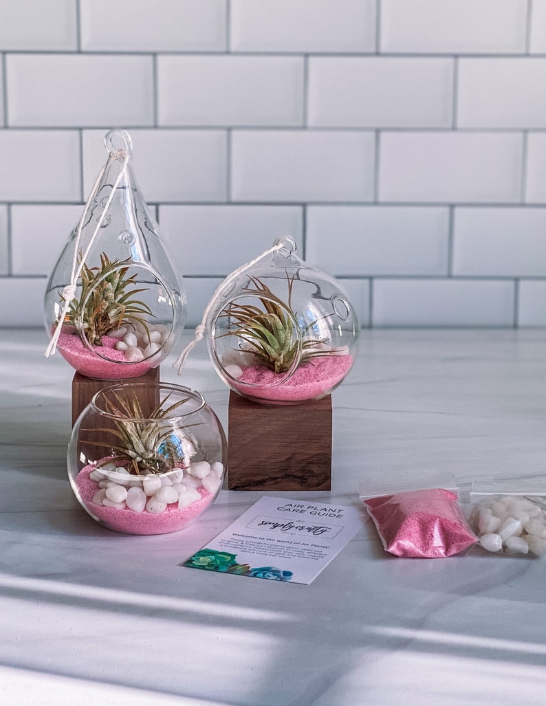 Pink Air Plant Terrarium Kit Air Plant Gift Set Pink Sand Air Plant Kit Glass Orb Terrarium Air Plant Holder Tillandsia Air Plant image 1