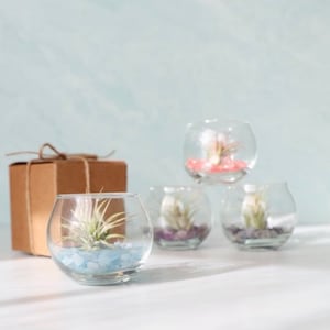 Mini Bubble Terrarium Kit | DIY Air Plant Kit | Low Maintenance House Plants | Air Plant Gift | Stocking Stuffer | Christmas Gift | Care Box