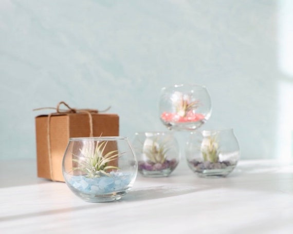 Mini Bubble Terrarium Kit With Air Tillandsia Air Plant