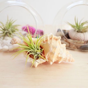 May include: A seashell with a light brown and cream color, with a small green air plant growing inside. The seashell is sitting on a light wood surface.