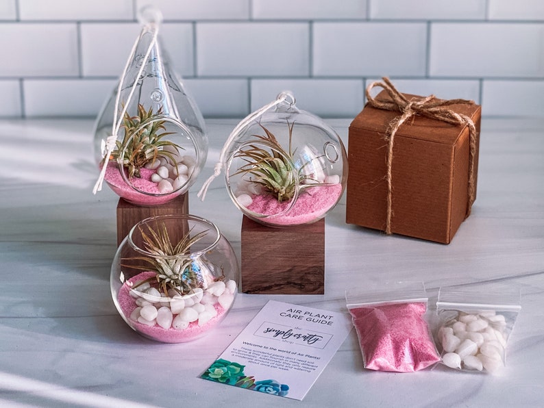 Pink Air Plant Terrarium Kit Air Plant Gift Set Pink Sand Air Plant Kit Glass Orb Terrarium Air Plant Holder Tillandsia Air Plant image 9