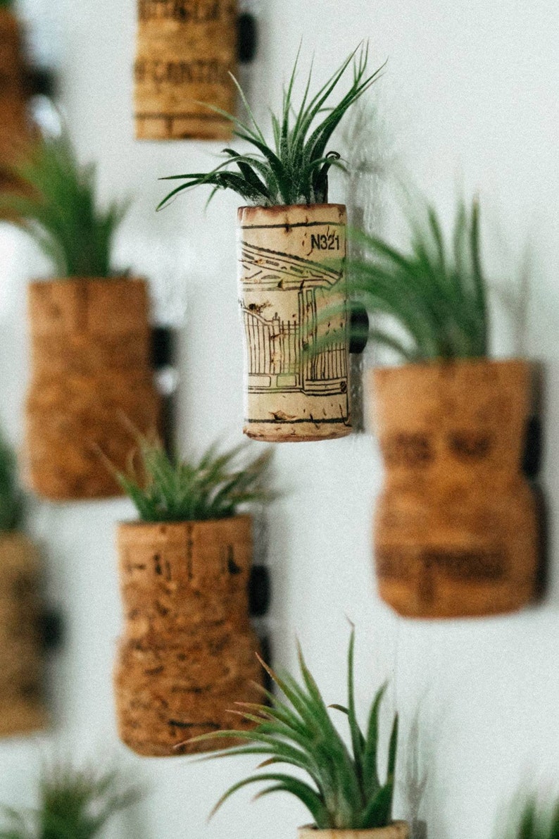 Champagne Cork Air Plant Wedding Favors Air Plant Holder Etsy