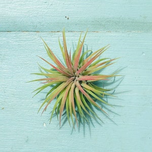 Ionantha Air Plant - Variety