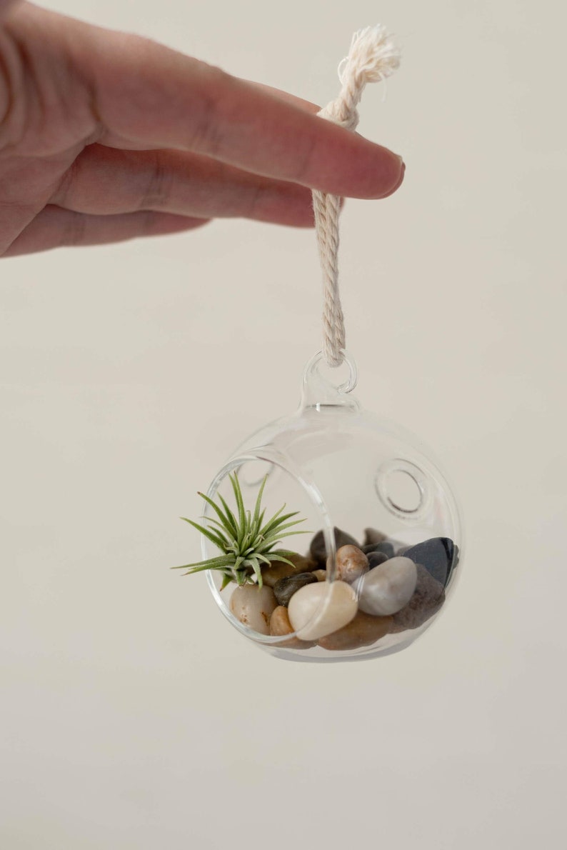 Mini Orb Terrarium Kit DIY Air Plant Kit Crystal Air Plant Etsy
