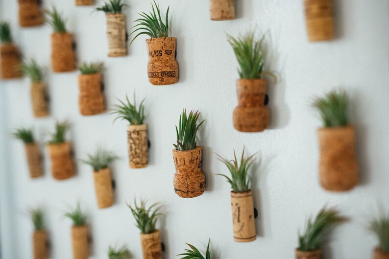 Champagne Cork Air Plant Wedding Favors Air Plant Holder Etsy