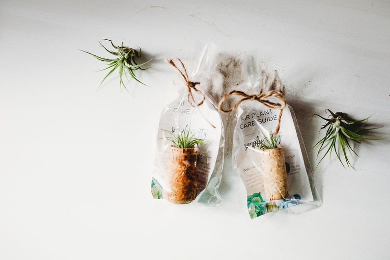 Champagne Cork Air Plant Wedding Favors Air Plant Holder Etsy