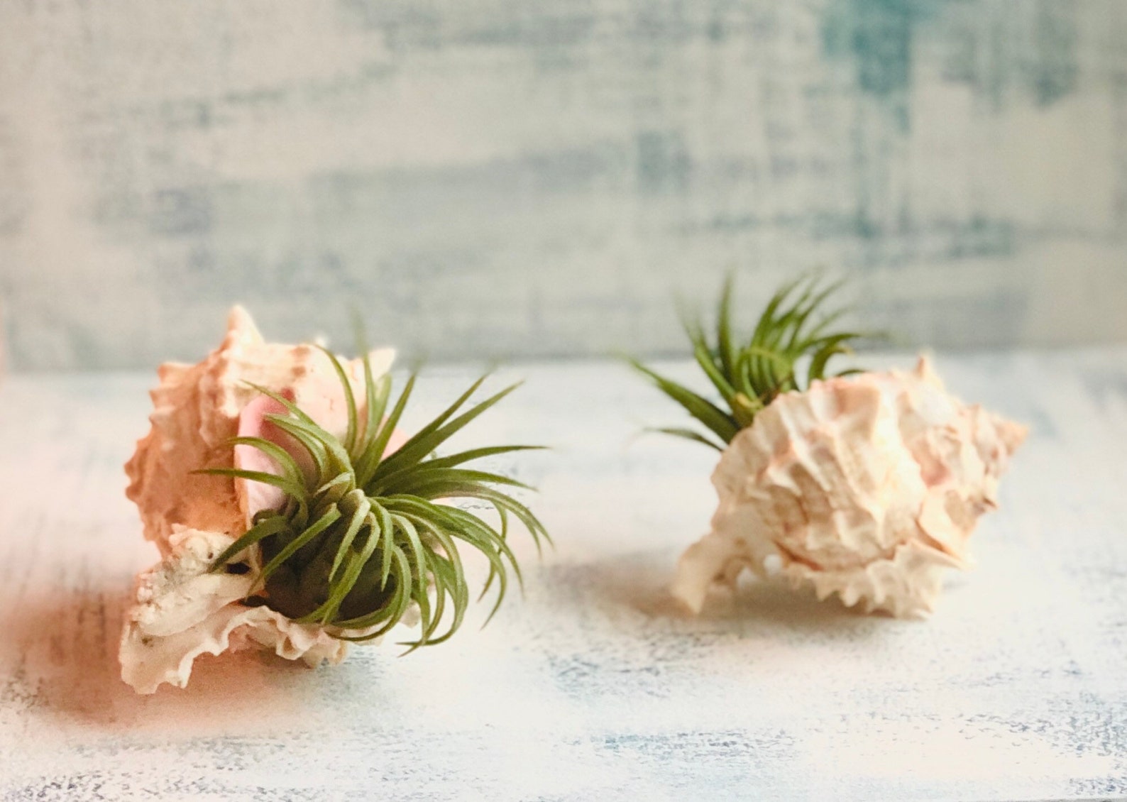 Shell Air Plant Gift Air Plant Gift Set Tillandsia Air Etsy