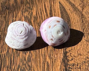 Large Puka Shell Stud Earrings